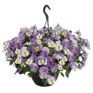 (п.ф.) Виола ампельная Хайфлайер F1 Лайт Виолет Шейдес,