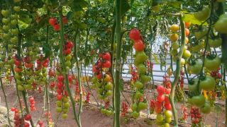 Томат Рианна F1,