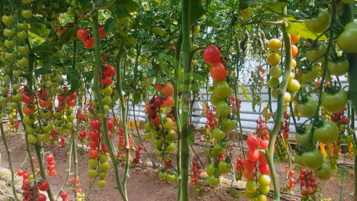 Томат Рианна,