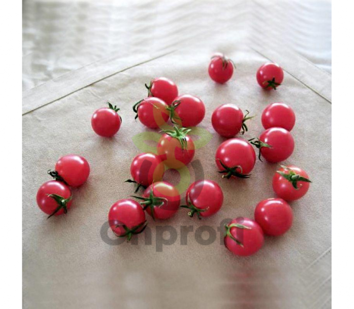 Томат Рианна,