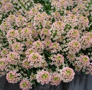 (п.ф.) Алиссум Свити Бронз,