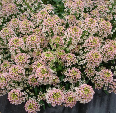 (п.ф.) Алиссум Свити Бронз,